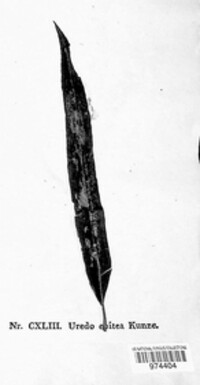 Melampsora epitea image